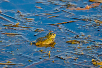 a frog sitting on the surface of a lake.