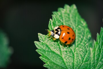 ladybird on a green leaf