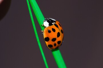 Ladybug close up on grass