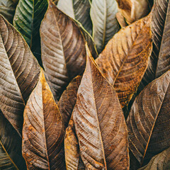 brown colored leaves of different sizes with veins placed together while making abstract background