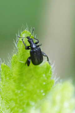 Vertical closeup on the European birch leaf roller weevil beetle, Deporaus betulae on tip of a green leaf