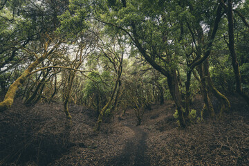 Lush laurisilva forest "La Llania". El Hierro. Canary Islands