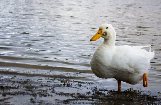 Pato