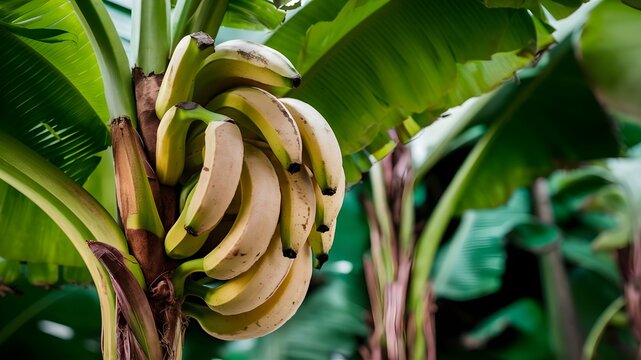Fresh Banana Cluster Amidst Green Leaves. Concept fruit photography, banana cluster, green leaves, tropical vibes, exotic fruits