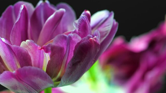 Flowers opening close up, soft petals of beautiful purple tulip time lapse, nature background. Tulip bouquet, spring flower macro shot, blooming violet pink tulip Easter backdrop, over black