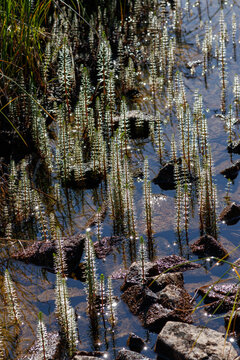 A common mare's-tail plants (Hippuris vulgaris) growing in shallow water. Northern nature of Chukotka and Siberia, Russian Far East
