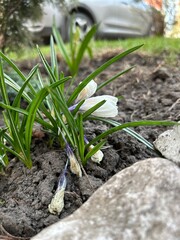 Withering crocus flowers with green leaves on a flowerbed after freezing in spring against the...