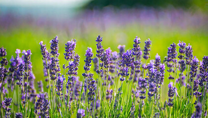 summer background of wild grass and lavender flowers