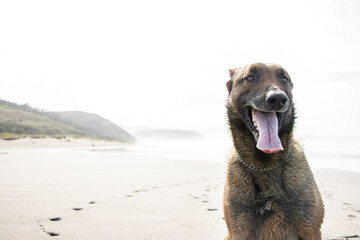 perro pastor belga malinois en la playa "Playón de Bayas" un día con bruma y con lo lengua fuera