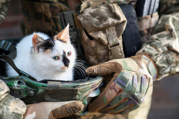 Ukrainian soldier rescuing animal. Little stray cat sitting in helmet, closeup