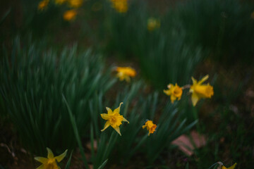 Yellow Heirloom Narcissus Flowers Bloom in Spring