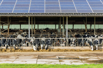 Dutch farm stable with dairy cows and a roof with solar panels - 780656989