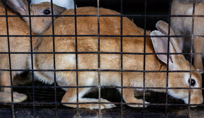 Discover pure cuteness in our bunny haven, where two charming brown bunnies add extra warmth to...