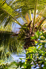 Embrace the skyward beauty of a majestic coconut palm tree in this captivating low-angle view