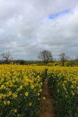 Oil seed rape fields UK with stormy skies