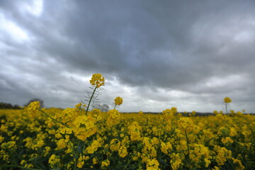 Oil seed rape fields UK with stormy skies