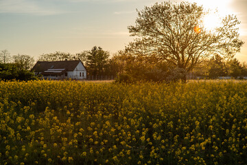 Canola field with old farm house in sunset - 780658799