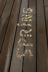 a sign of spring flowers with the word spring on it on the wet plank floor of an urban terrace