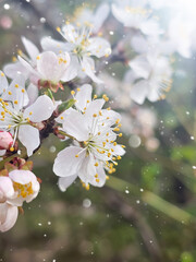 White flowers of an cherry tree in sun lights. Delicate spring background