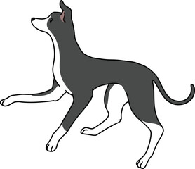 Simple and adorable illustration of Italian Greyhound jumping in side view