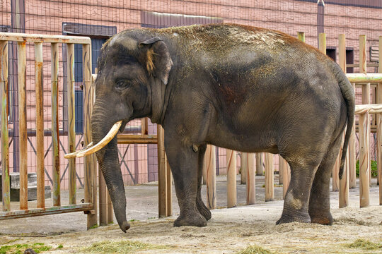 large elephant with tusks in a zoo enclosure