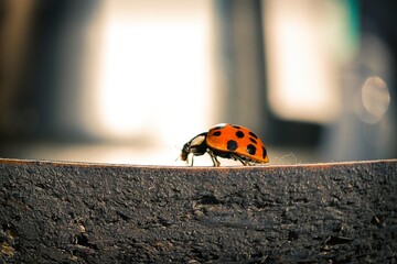 ladybird close up side view