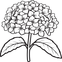 Hydrangea coloring pages. Hydrangea flower outline vector for coloring book