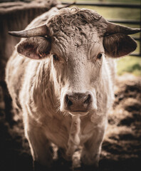 Élevage bio en Bourgogne, France