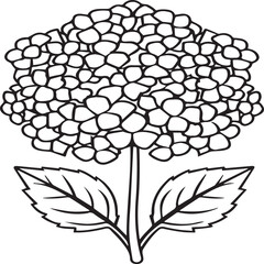 Hydrangea coloring pages. Hydrangea flower outline vector for coloring book