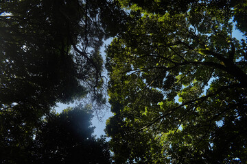 Sun filtering through the verdant canopy of towering trees in a dense forest