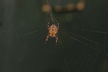 spider on a new web