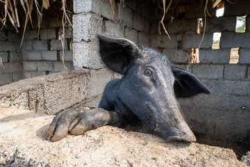 Fototapeta premium un cochon gris dans sa porcherie sur l'île de Saint Vincent au Cap Vert en Afrique
