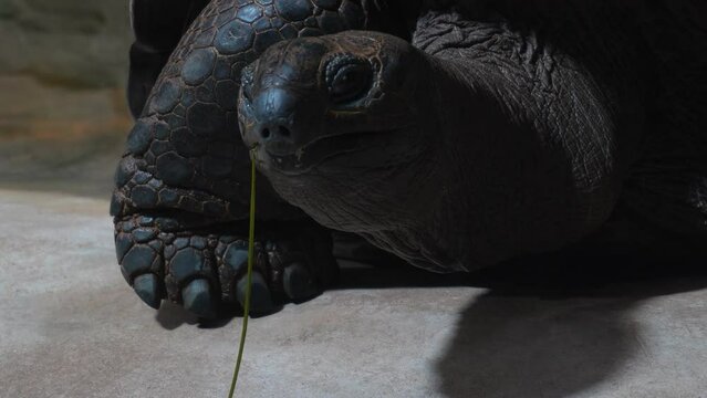 Close up of a giant turtle head with a blade of grass in his mouth looking around