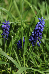 Grape hyacinth  flowers in the green grass