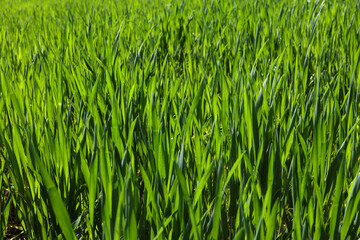 field of young green wheat