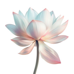 White and pink lotus flower on transparent background, symbolizing purity and beauty