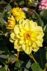 Yellow dahlia of the 'Sisa' variety in the garden, close up
