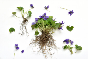 Herbarium. Garden violet fragrant violet.