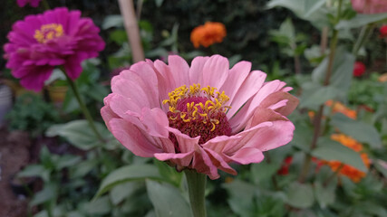 Obraz premium Pinky Zinnia Elegans Beautiful Flower 
