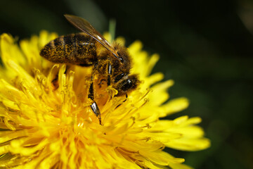 close up of bee on yellow dandelion flower
