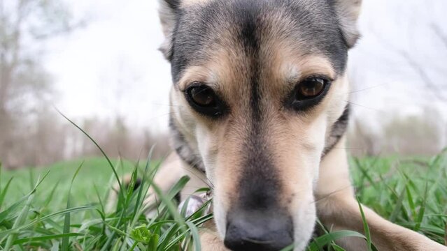 wide angle view of a cute mixed breed dog with red collar lying in spring grass enjoying the walk in nature