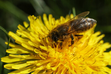 close up of bee on yellow dandelion flower