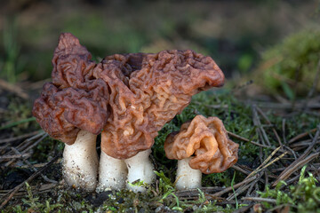 A group of poisonous false morels (Gyromitra esculenta) in the forest in a pine needles. Close-up shot with bokeh background.