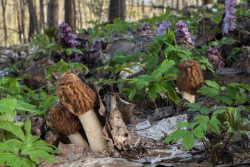 Edible spring mushrooms Verpa bohemica in the forest with Lathraea squamaria in the background. Known as early false morel, wrinkled thimble morel or wrinkled thimble-cap morel.