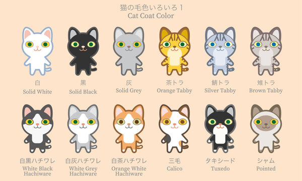 白黒ハチワレ Images – Browse 4 Stock Photos, Vectors, and Video