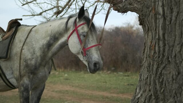 Gray horse with dark mane in leather saddle and a bridle on an spring day,  tied to a tree, on forest background.