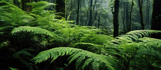 Ferns thrive in diverse habitats, from high mountains to wetlands and tropical plants.
