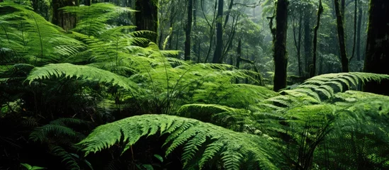Foto op Plexiglas Ferns thrive in diverse habitats, from high mountains to wetlands and tropical plants. © Sona