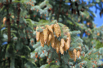 Blue spruce branch with large cones in large quantities