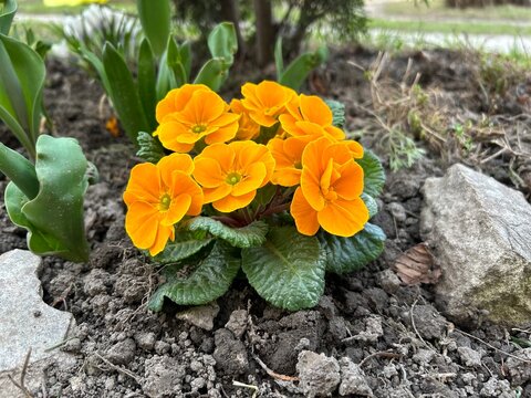 Orange primrose flowers Multiflowered primrose among green leaves in a flowerbed in the garden in spring